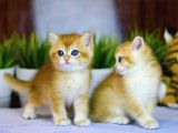 Lisanslı Üretim Evinden British Shorthair Golden