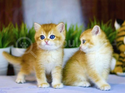 Lisanslı Üretim Evinden British Shorthair Golden görsel