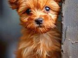 Maltipo cinsi yavrular kahve tonlu mini boy puppy 