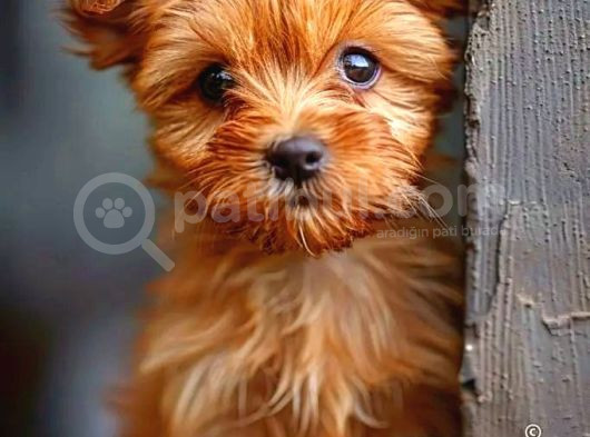 Maltipo Cinsi Yavrular Kahve Tonlu Mini Boy Puppy 