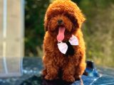 Mini Boy Puppy Kıpkırmızı Red Tooy Poodle 