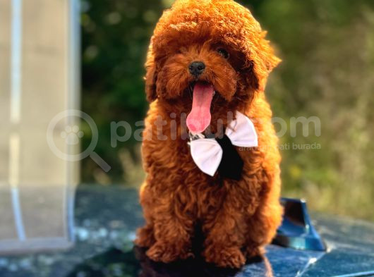 Mini Boy Puppy Kıpkırmızı Red Tooy Poodle  görsel