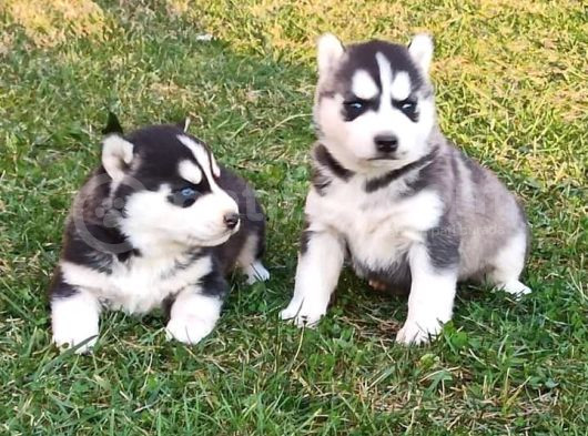 Mavi Göz Safkan Husky Yavrularım görsel