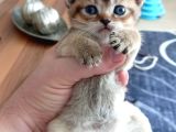 Mükemmel British Shorthair Dişi Ve Erkek Yavrular 