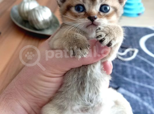 Mükemmel British Shorthair Dişi Ve Erkek Yavrular  görsel
