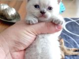 Mükemmel British Shorthair Dişi Ve Erkek Yavrular 