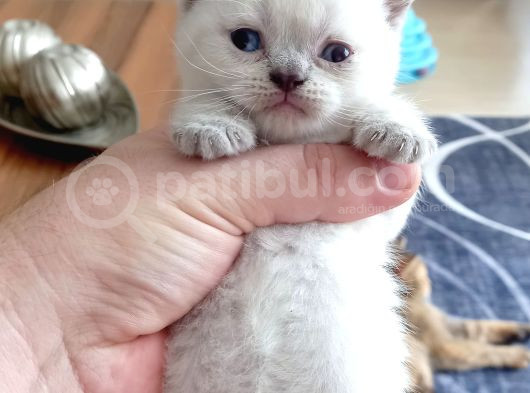 Mükemmel British Shorthair Dişi Ve Erkek Yavrular  görsel