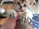 Mükemmel British Shorthair Dişi Ve Erkek Yavrular 