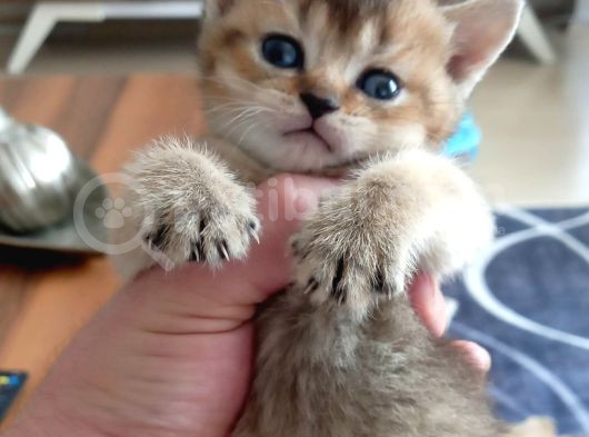Mükemmel British Shorthair Dişi Ve Erkek Yavrular  görsel