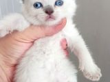 Mükemmel British Shorthair Dişi Ve Erkek Yavrular 