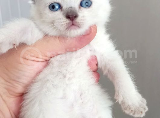 Mükemmel British Shorthair Dişi Ve Erkek Yavrular  görsel