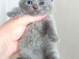 Mükemmel British Shorthair dişi ve Erkek Yavrular 