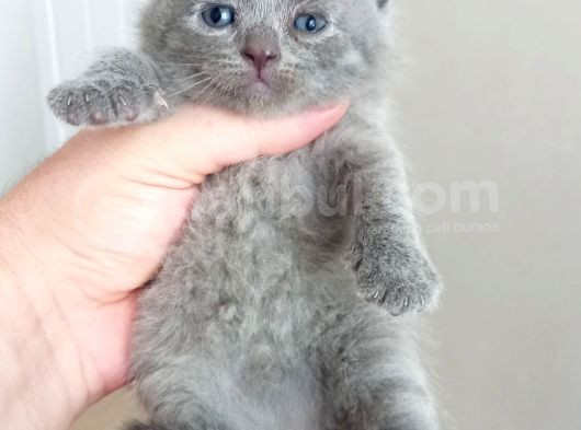 Mükemmel British Shorthair Dişi Ve Erkek Yavrular 