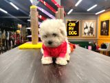 Kilo Garantili Maltese Yavrularım