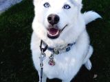 yavru Beyaz Husky mavi gözleri deniz gibi ya rular