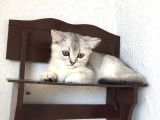 Shorthair dişi erkek y