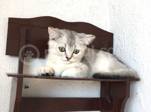Shorthair Dişi Erkek Y