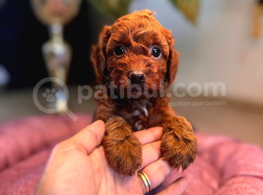 En Akıllı Apartman Köpeği A Scrli̇ Toy Poodle görsel