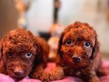 En akıllı apartman köpeği a SCRLİ toy poodle