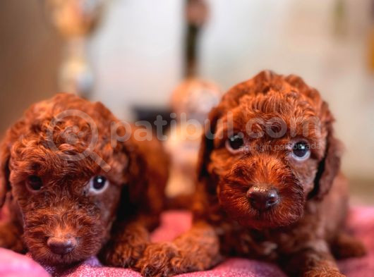 En Akıllı Apartman Köpeği A Scrli̇ Toy Poodle