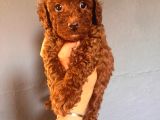 En Akıllı Apartman Köpeği A Scrli̇ Toy Poodle