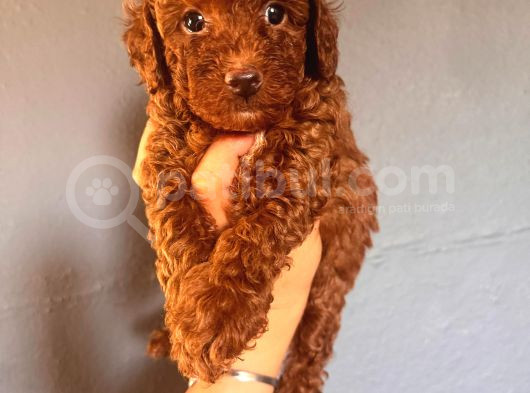 En Akıllı Apartman Köpeği A Scrli̇ Toy Poodle görsel