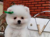 Her Renk Pomerian Boo Bizde