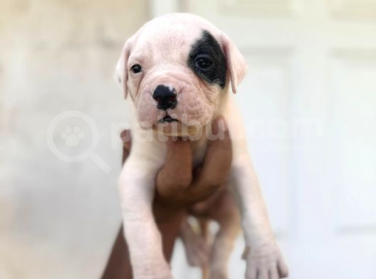 Dev Bekçi Köpeği Secereli Amerikan Bulldog Yavrularımız görsel