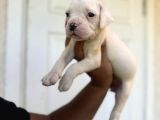Dev Bekçi Köpeği Secereli Amerikan Bulldog Yavrularımız