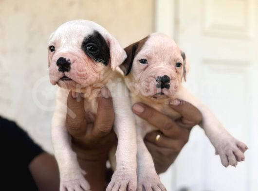 Dev Bekçi Köpeği Secereli Amerikan Bulldog Yavrularımız