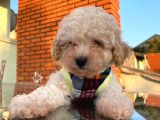 Minik Poodle Gibi Maltipoo Yavrular