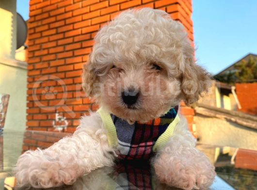 Minik Poodle Gibi Maltipoo Yavrular görsel