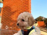 Minik Poodle Gibi Maltipoo Yavrular