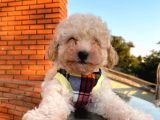 Minik poodle gibi maltipoo Yavrular