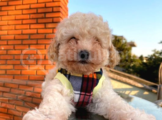 Minik Poodle Gibi Maltipoo Yavrular