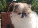 Her Renk Pomerian Boo Bizde