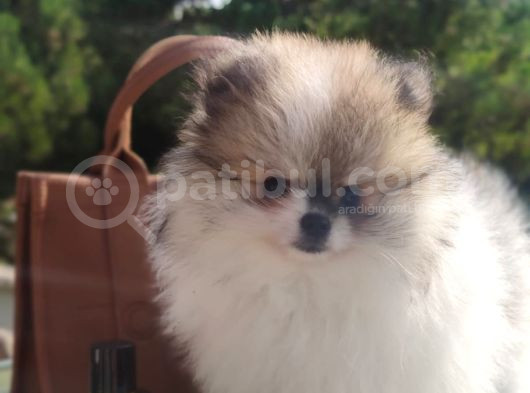 Her Renk Pomerian Boo Bizde görsel