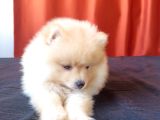 Teddy Bear Tuvalet Eğitimli Ev Üretimi Pomerian Boo Yavrular