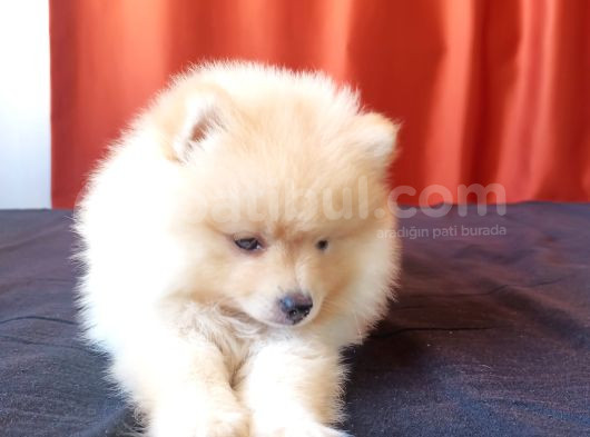 Teddy Bear Tuvalet Eğitimli Ev Üretimi Pomerian Boo Yavrular görsel
