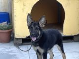 4 aylık chip aşıları herşeyi tam sadık dost erkek