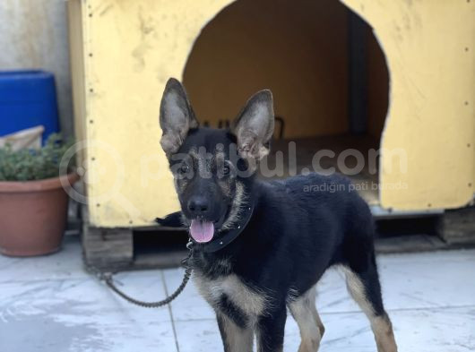 4 Aylık Chip Aşıları Herşeyi Tam Sadık Dost Erkek