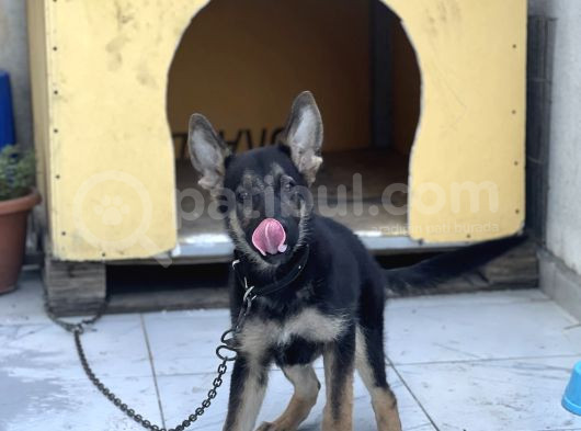 4 Aylık Chip Aşıları Herşeyi Tam Sadık Dost Erkek görsel