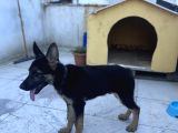 4 Aylık Chip Aşıları Herşeyi Tam Sadık Dost Erkek