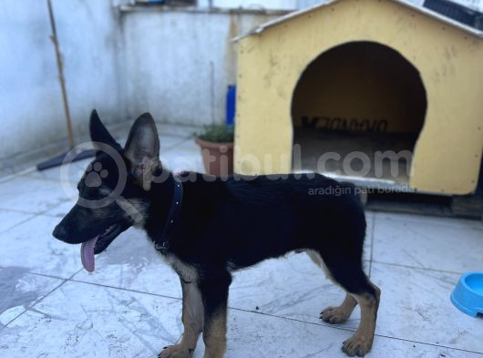 4 Aylık Chip Aşıları Herşeyi Tam Sadık Dost Erkek görsel