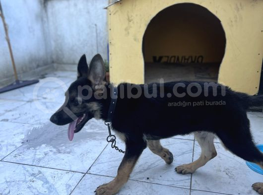 4 Aylık Chip Aşıları Herşeyi Tam Sadık Dost Erkek görsel