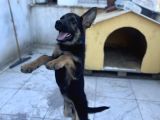 4 Aylık Chip Aşıları Herşeyi Tam Sadık Dost Erkek