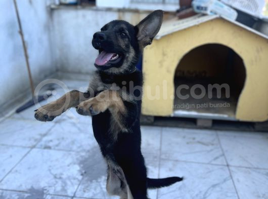 4 Aylık Chip Aşıları Herşeyi Tam Sadık Dost Erkek görsel