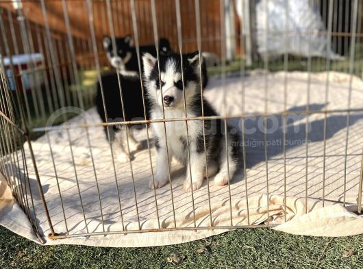 Mavi Göz Safkan Husky Yavrularım görsel