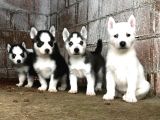 Mavi göz safkan husky yavrularım