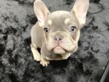 Tan Lilac Rengi Özel Irk French Bulldog